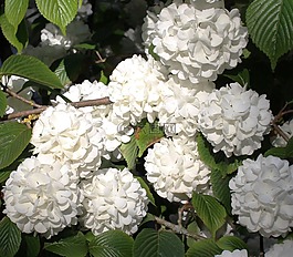 雪球花,鲜花,春天