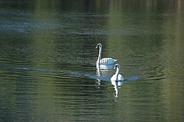 天鵝,鳥,野生動物
