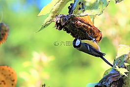 鳥,太陽花,秋季