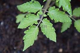 蕃茄,一滴水,滴