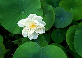 荷花,白蓮,越南