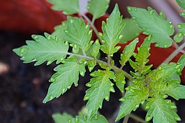 蕃茄,一滴水,滴