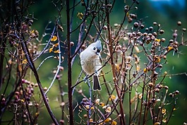 tuffed tittmouse,鸟,自然