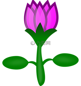 水百合,蓮花,花