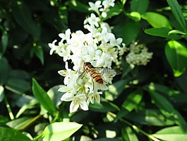 hoverfly,花飛,昆蟲