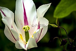 花,郁金香,芽