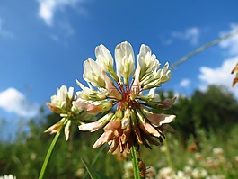三葉草,花,自然