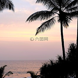帕爾馬,棕櫚樹(shù),夏季