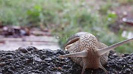 蝸牛,動物,蛞蝓