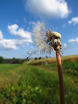 蒲公英,花,白