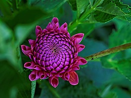 性質(zhì),花,廠