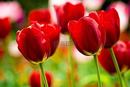 花,郁金香,春