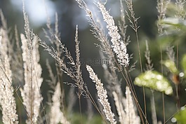 大自然,植物,森林