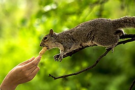 松鼠,手,動物