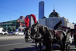 马和骑车,墨尔本市,奇幻的旅