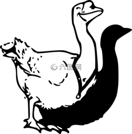 鵝,動(dòng)物,鳥
