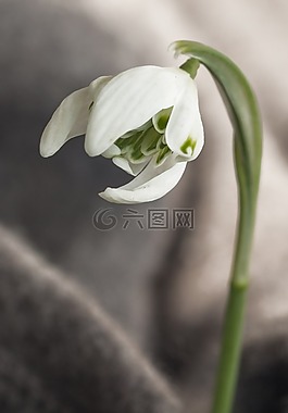 雪花,春天,開花