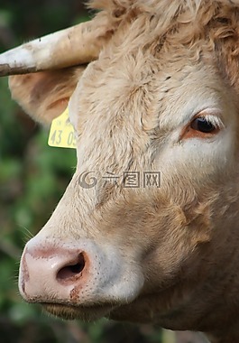 牛,角,動(dòng)物