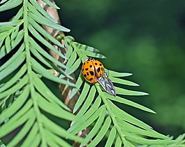 fouteeen斑,瓢虫,昆虫