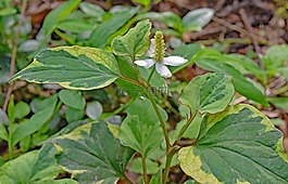 變色龍的工廠,花,開花