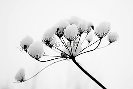 冬天,開花,雪