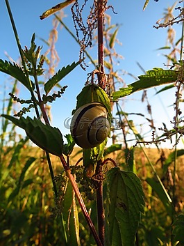 蜗牛,动物,植物