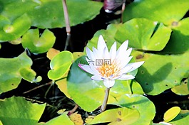 睡蓮,玫瑰,荷花池