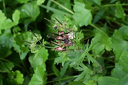 狂野的天竺葵seedpods,野花,seedpods