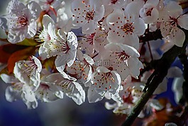 春,鮮花,櫻桃