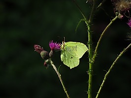 硫磺蝴蝶,蝴蝶,黃色