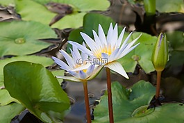 睡蓮,湖玫瑰,水生植物