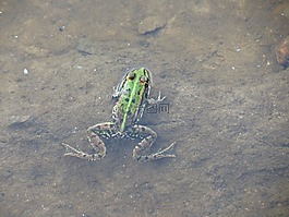 青蛙,兩棲類,動物