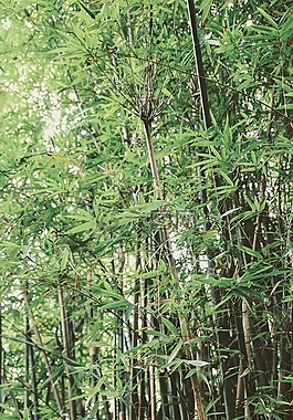 竹,綠色,中文