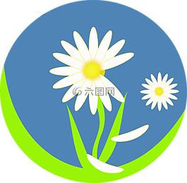 雛菊,開花,盛開