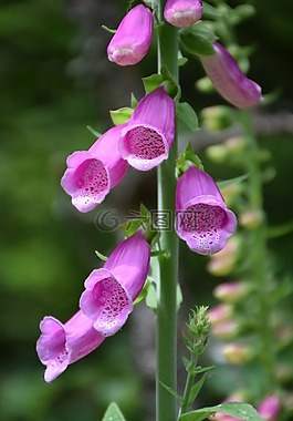 頂針,花序,關(guān)閉