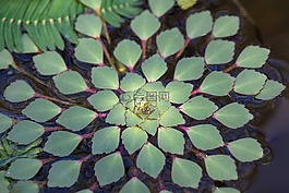 水生植物,葉子,綠色