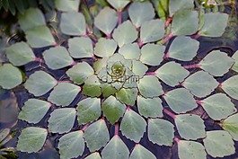葉子,水生植物,綠色