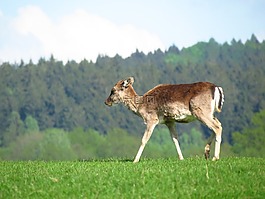 鹿,動物,野生動物