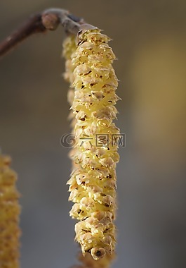 榛樹,開花,男性