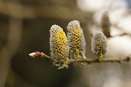 牧場,小貓,春天