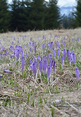 krokus,番红花,冬奥会
