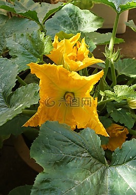夏南瓜,開花,黃色