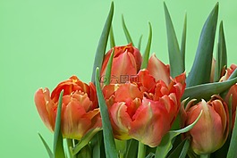 郁金香,花束,春天