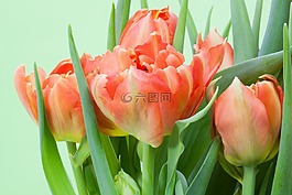 郁金香,花束,春天