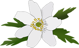銀蓮花,花,開花