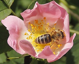 蜜蜂,昆蟲(chóng)綻放,宏