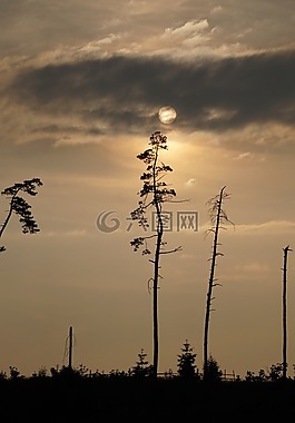松,死,樹木