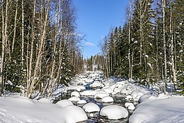 雪,冬天,木