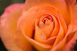 玫瑰,花,露珠