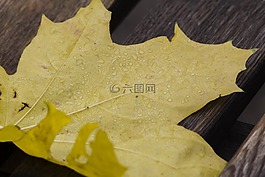 滴,工作表,楓